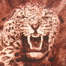 Thumb Aggressiver Leopard